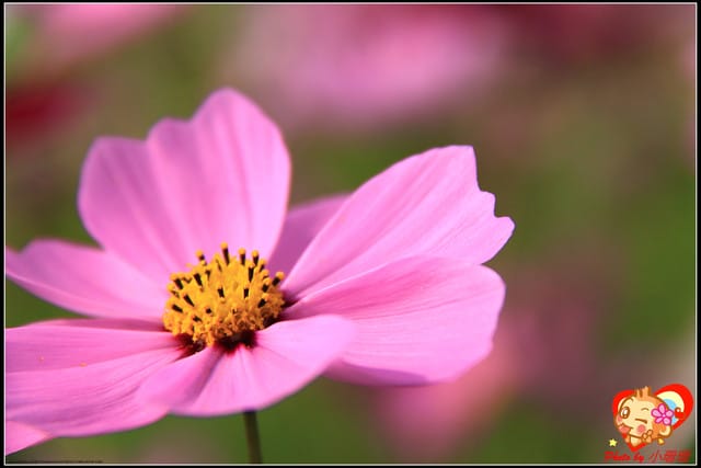 《遊記—台中》2011新社花海v.s台中國際花毯節