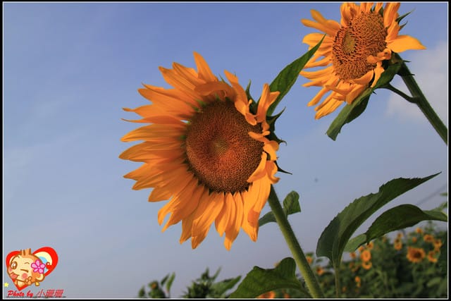 《遊記—台中》2011新社花海v.s台中國際花毯節
