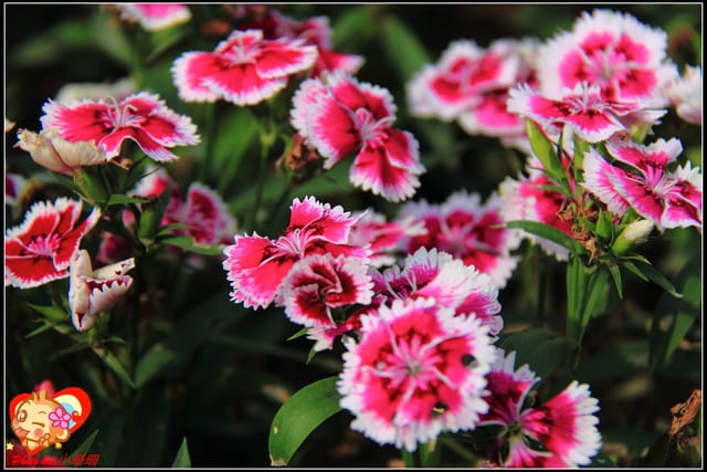 《遊記—台中》2011新社花海v.s台中國際花毯節