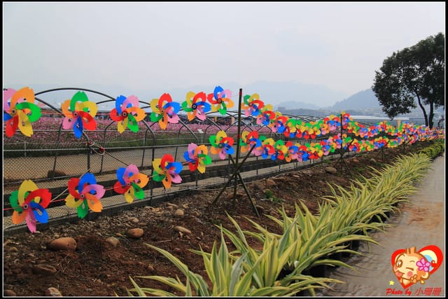 《遊記—台中》2011新社花海v.s台中國際花毯節