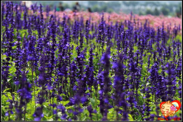 《遊記—台中》2011新社花海v.s台中國際花毯節
