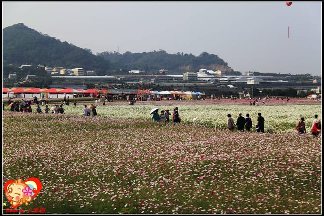 《遊記—台中》2011新社花海v.s台中國際花毯節