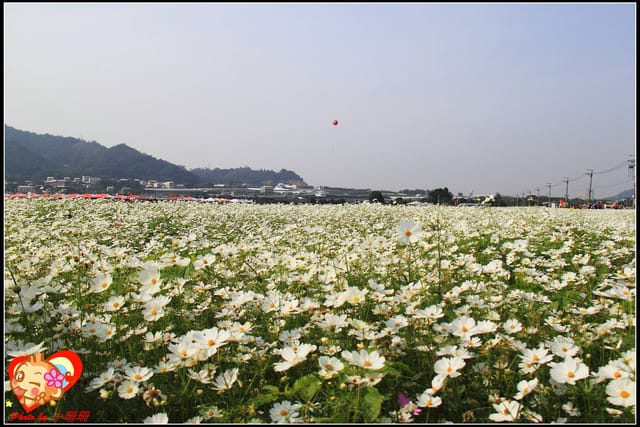 《遊記—台中》2011新社花海v.s台中國際花毯節