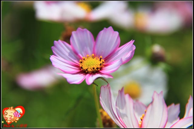 《遊記—台中》2011新社花海v.s台中國際花毯節