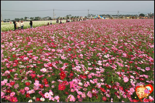 《遊記—台中》2011新社花海v.s台中國際花毯節