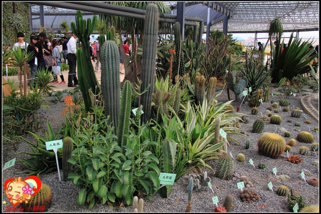 《遊記—台中》2011新社花海v.s台中國際花毯節