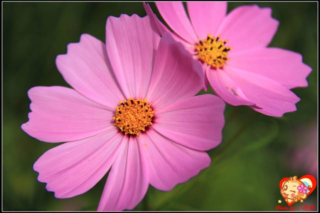 《遊記—台中》2011新社花海v.s台中國際花毯節