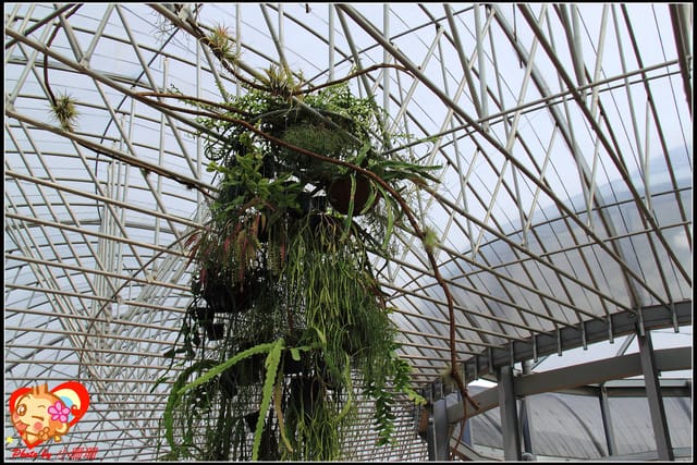 《遊記—台中》2011新社花海v.s台中國際花毯節