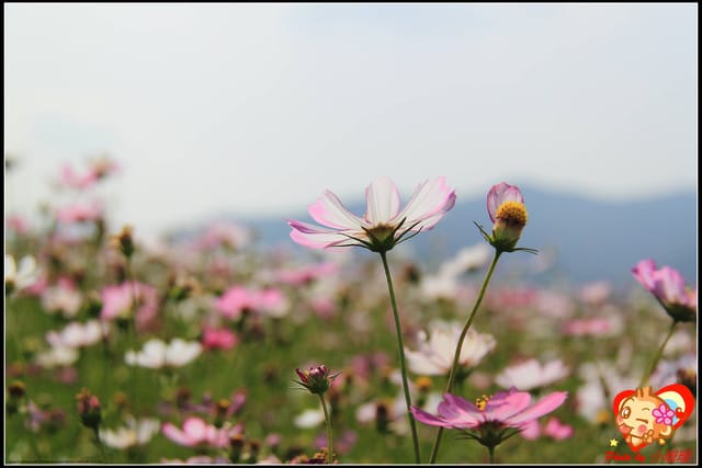 《遊記—台中》2011新社花海v.s台中國際花毯節