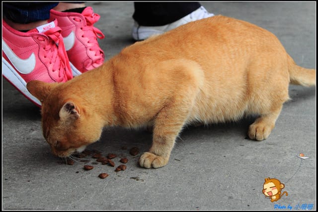 《遊記—新北平溪》平溪天燈初體驗