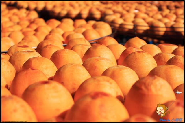 《遊記—新竹》新埔柿餅節～味衛佳觀光果園