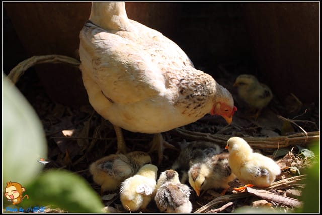 《遊記—新竹》新埔柿餅節～味衛佳觀光果園