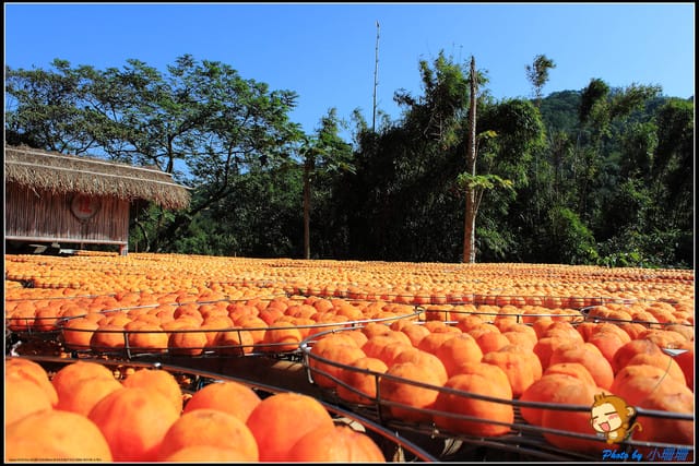 《遊記—新竹》新埔柿餅節～味衛佳觀光果園