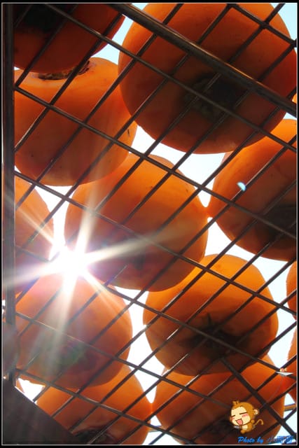 《遊記—新竹》新埔柿餅節～味衛佳觀光果園