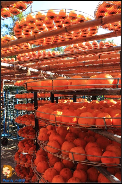 《遊記—新竹》新埔柿餅節～味衛佳觀光果園