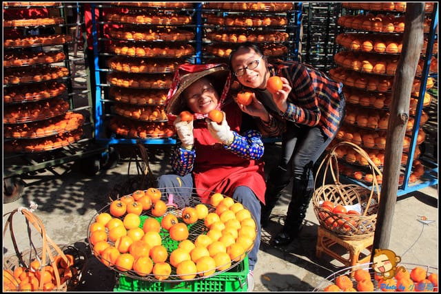 《遊記—新竹》新埔柿餅節～味衛佳觀光果園