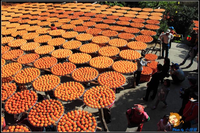 《遊記—新竹》新埔柿餅節～味衛佳觀光果園