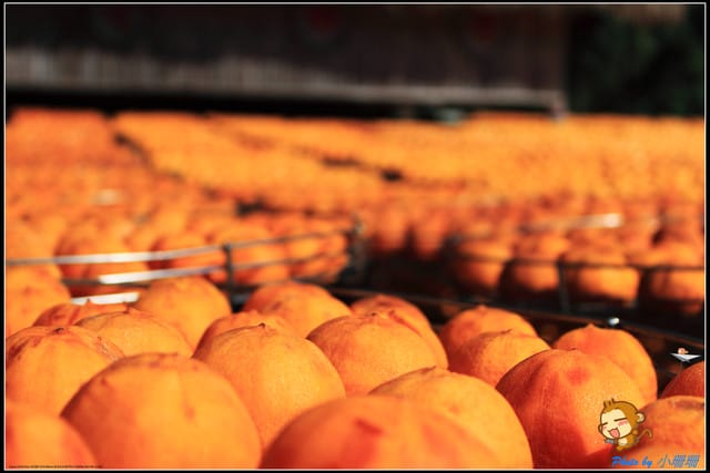 《遊記—新竹》新埔柿餅節～味衛佳觀光果園