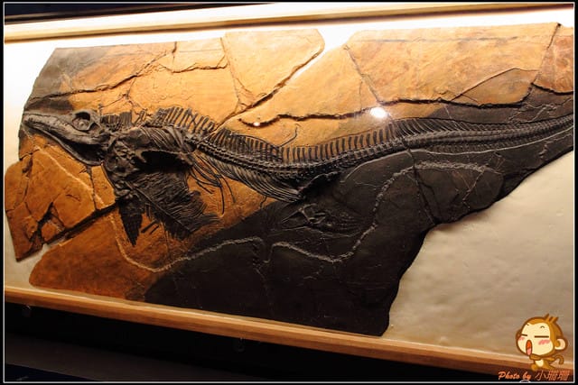 《遊記—台北》恐龍登陸台北？！～恐龍夢公園展覽in松山文創園區