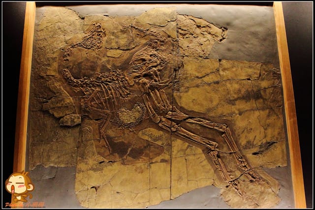 《遊記—台北》恐龍登陸台北？！～恐龍夢公園展覽in松山文創園區