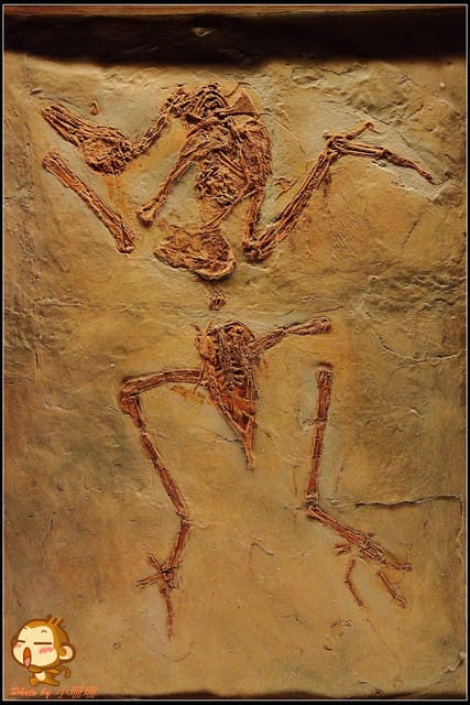 《遊記—台北》恐龍登陸台北？！～恐龍夢公園展覽in松山文創園區