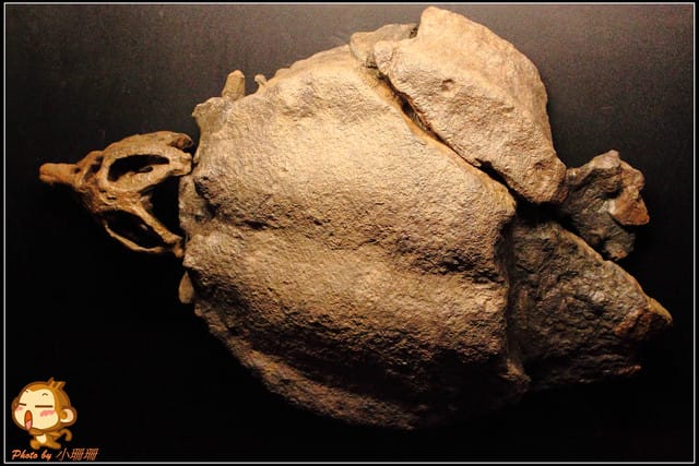 《遊記—台北》恐龍登陸台北？！～恐龍夢公園展覽in松山文創園區