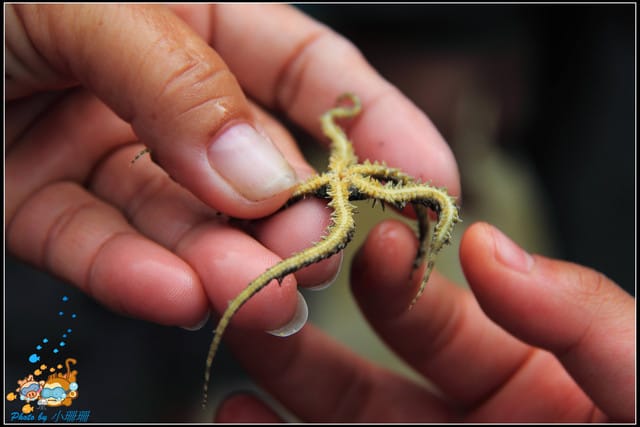 《遊記—屏東小琉球》白沙尾觀光港&杉福生態廊道 - 第19張圖 《遊記—屏東小琉球》白沙尾觀光港&杉福生態廊道