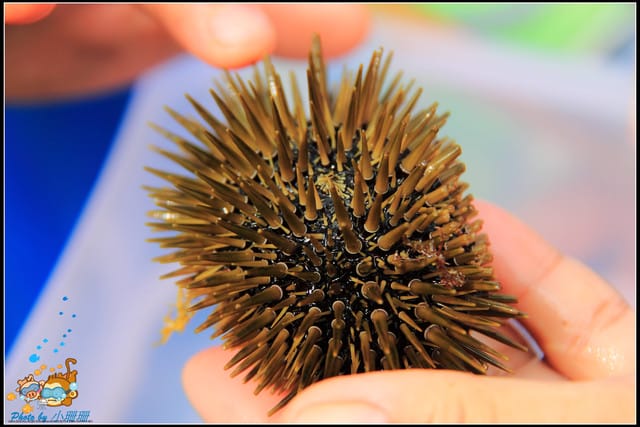 《遊記—屏東小琉球》白沙尾觀光港&杉福生態廊道 - 第22張圖 《遊記—屏東小琉球》白沙尾觀光港&杉福生態廊道