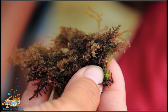 《遊記—屏東小琉球》白沙尾觀光港&杉福生態廊道 - 第18張圖 《遊記—屏東小琉球》白沙尾觀光港&杉福生態廊道