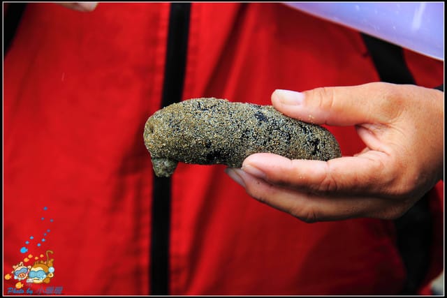 《遊記—屏東小琉球》白沙尾觀光港&杉福生態廊道 - 第17張圖 《遊記—屏東小琉球》白沙尾觀光港&杉福生態廊道