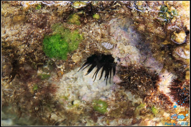 《遊記—屏東小琉球》白沙尾觀光港&杉福生態廊道 - 第24張圖 《遊記—屏東小琉球》白沙尾觀光港&杉福生態廊道