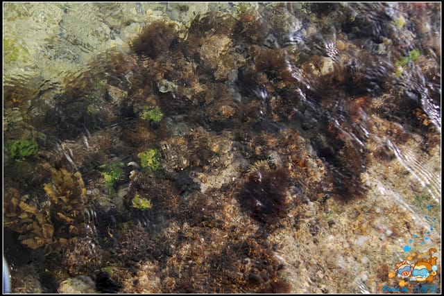 《遊記—屏東小琉球》白沙尾觀光港&杉福生態廊道 - 第23張圖 《遊記—屏東小琉球》白沙尾觀光港&杉福生態廊道