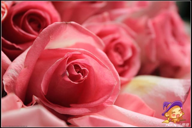 《遊記—台北》2012花現台北、爭豔再現