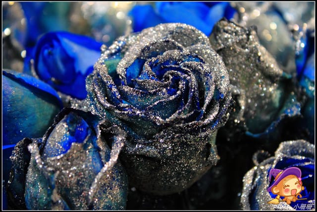 《遊記—台北》2012花現台北、爭豔再現