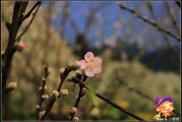 《遊記—台北》2012花現台北、爭豔再現