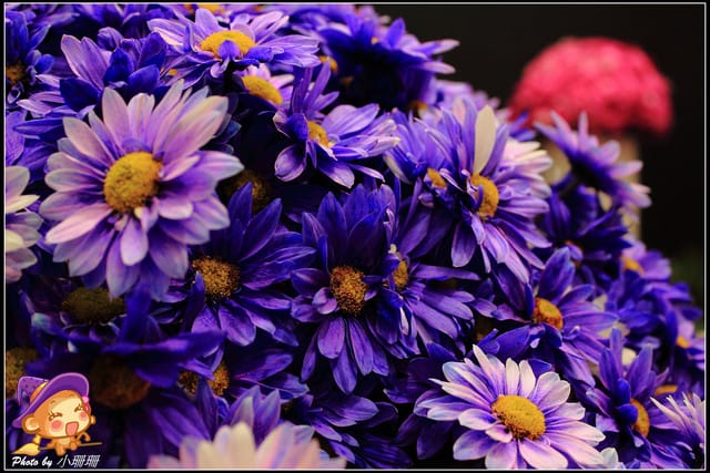 《遊記—台北》2012花現台北、爭豔再現