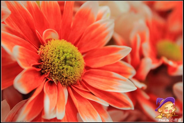 《遊記—台北》2012花現台北、爭豔再現