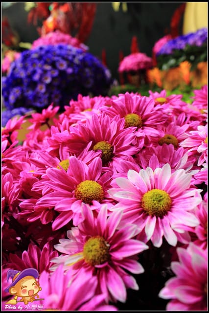 《遊記—台北》2012花現台北、爭豔再現