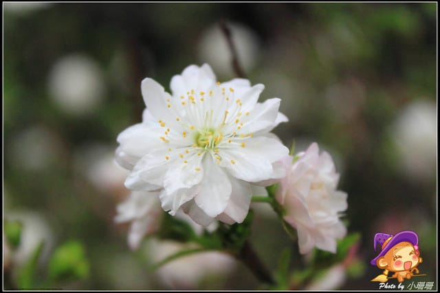 《遊記—台北》2012花現台北、爭豔再現