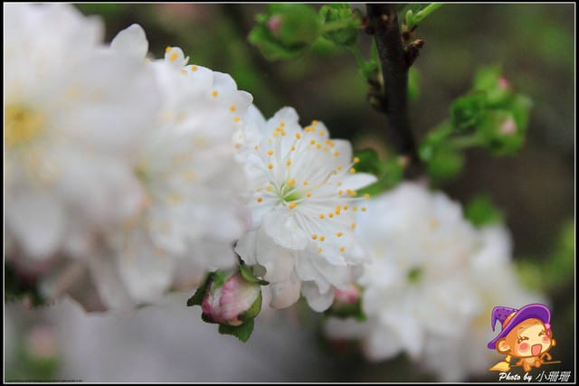 《遊記—台北》2012花現台北、爭豔再現