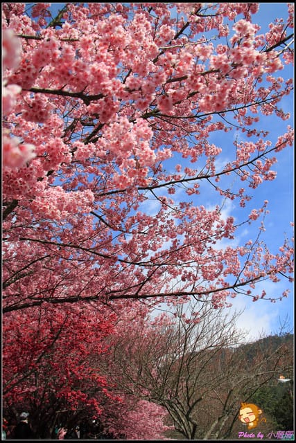 《遊記—台中和平》戀上櫻花‧愛上武陵
