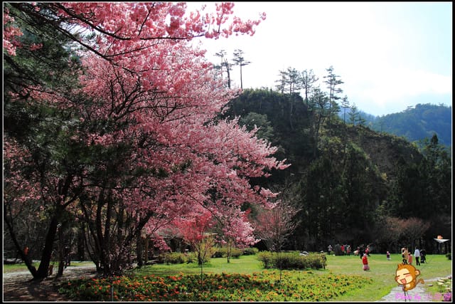 《遊記—台中和平》戀上櫻花‧愛上武陵