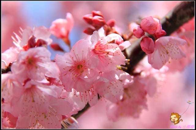 《遊記—台中和平》戀上櫻花‧愛上武陵