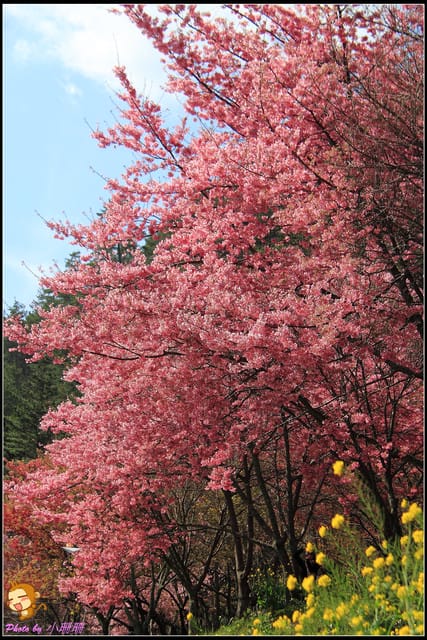 《遊記—台中和平》戀上櫻花‧愛上武陵