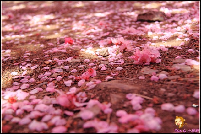 《遊記—台中和平》戀上櫻花‧愛上武陵