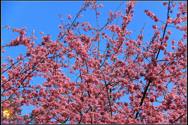 《遊記—台中和平》戀上櫻花‧愛上武陵