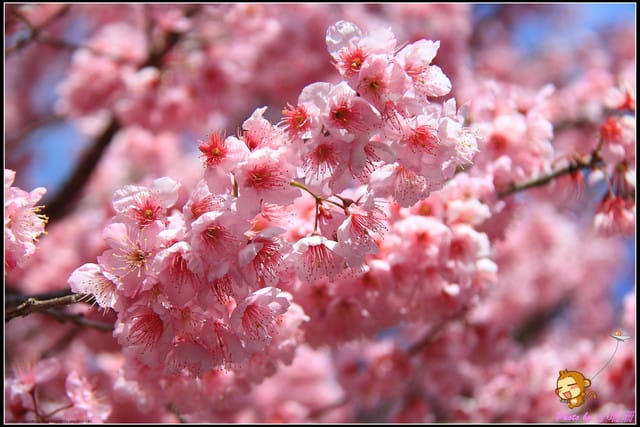 《遊記—台中和平》戀上櫻花‧愛上武陵