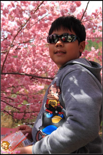 《遊記—台中和平》戀上櫻花‧愛上武陵