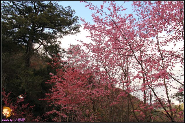 《遊記—台中和平》戀上櫻花‧愛上武陵
