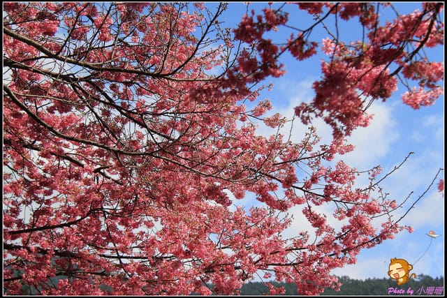 《遊記—台中和平》戀上櫻花‧愛上武陵